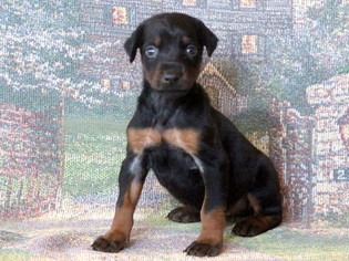Doberman Pinscher Puppy for sale in MOUNT JOY, PA, USA