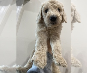 Goldendoodle Puppy for Sale in PALATINE, Illinois USA