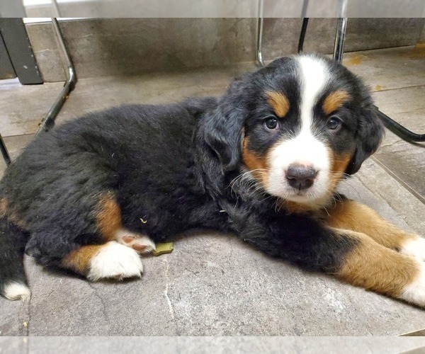 Medium Photo #14 Bernese Mountain Dog Puppy For Sale in LEETONIA, OH, USA
