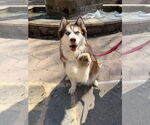Small Siberian Husky