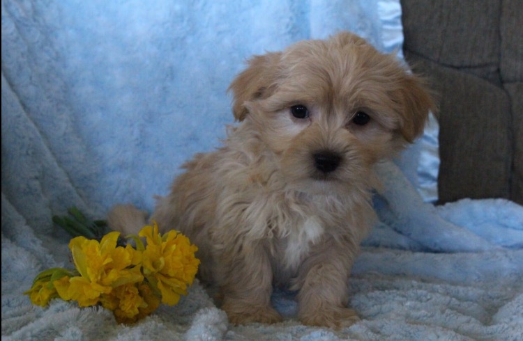 Medium Photo #1 Havanese Puppy For Sale in HOUSTON, TX, USA