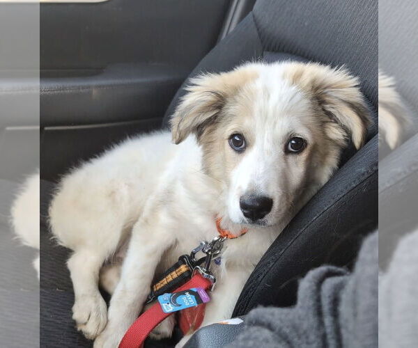 Medium Photo #2 Great Pyrenees-Unknown Mix Puppy For Sale in Oak Bluffs, MA, USA