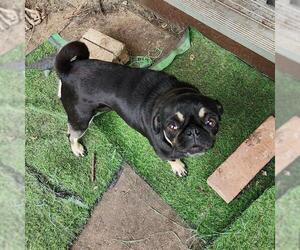 Pug-Unknown Mix Dogs for adoption in San Antonio, TX, USA