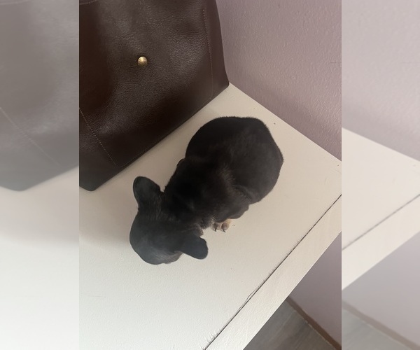 Medium Photo #5 French Bulldog Puppy For Sale in OSWEGO, IL, USA