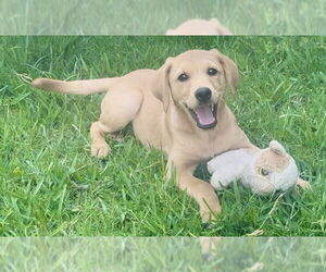 Golden Labrador Dogs for adoption in Fort Worth, TX, USA