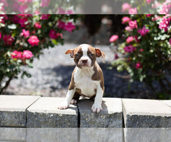 Medium Photo #8 Boston Terrier Puppy For Sale in WARSAW, IN, USA