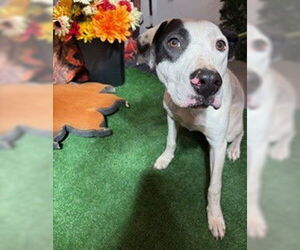 Mutt Dogs for adoption in Globe, AZ, USA