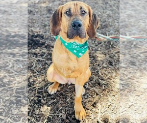 Bloodhound Dogs for adoption in Social Circle, GA, USA