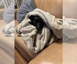 Small #8 Jack Russell Terrier