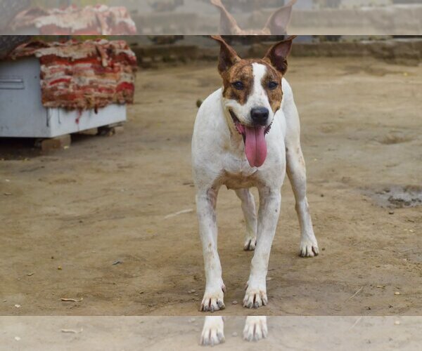 Medium Photo #5 Bull Terrier-Unknown Mix Puppy For Sale in Brooklyn, NY, USA