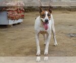 Small #4 Bull Terrier Mix