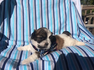Shih Tzu Puppy for sale in OGDEN, UT, USA