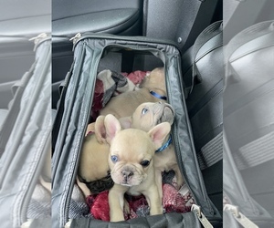 French Bulldog Puppy for sale in BLACKWOOD, NJ, USA