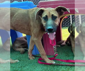 German Shepherd Dog-Unknown Mix Dogs for adoption in San Bernardino, CA, USA