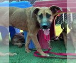 Small German Shepherd Dog Mix