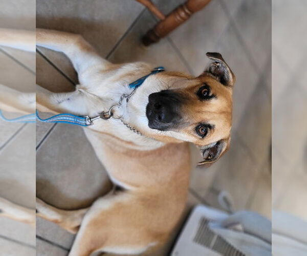 Medium Photo #4 Mutt Puppy For Sale in Oro Medonte, Ontario, Canada