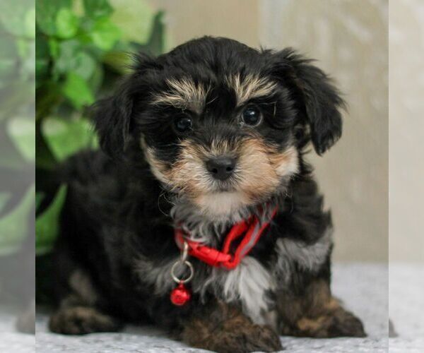 Medium Photo #2 Yo-Chon Puppy For Sale in GORDONVILLE, PA, USA