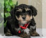 Small Photo #2 Yo-Chon Puppy For Sale in GORDONVILLE, PA, USA