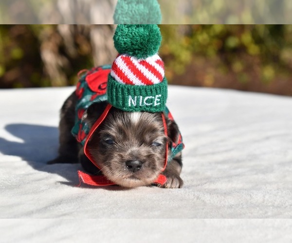 Medium Photo #1 Auss-Tzu Puppy For Sale in PALM COAST, FL, USA