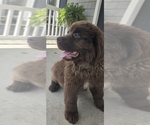 Small Photo #62 Newfoundland Puppy For Sale in TILTON, IL, USA