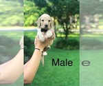 Small Photo #2 Goldendoodle-Poodle (Standard) Mix Puppy For Sale in PINEVILLE, LA, USA