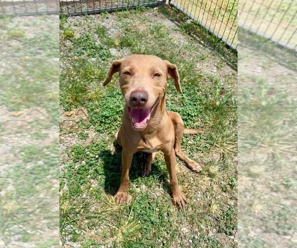 Medium Photo #2 Mutt Puppy For Sale in Abbeville, LA, USA