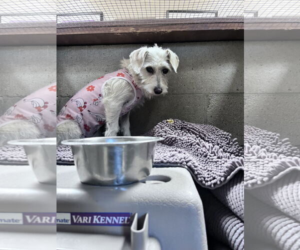 Medium Photo #4 Mutt Puppy For Sale in San Jose, CA, USA