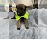 Small Photo #105 Belgian Malinois Puppy For Sale in REESEVILLE, WI, USA