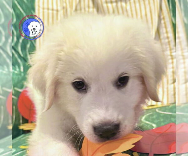 Medium Photo #1 Great Pyrenees Puppy For Sale in Spring, TX, USA