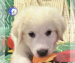 Small Great Pyrenees