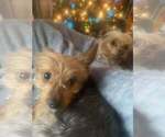 Small Photo #1 Yorkshire Terrier Puppy For Sale in AUDUBON, PA, USA