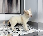 Small Photo #2 Pomsky Puppy For Sale in FRANKLIN, IN, USA