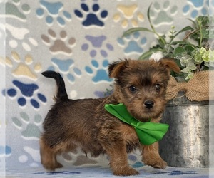 Carkie Puppy for sale in LANCASTER, PA, USA