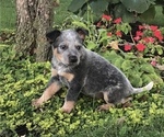 Small Photo #1 Australian Cattle Dog Puppy For Sale in AUGSBURG, IL, USA