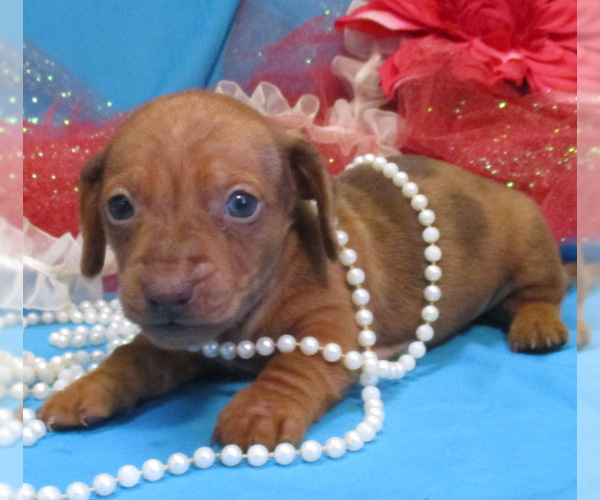 Medium Photo #4 Dachshund Puppy For Sale in FOYIL, OK, USA