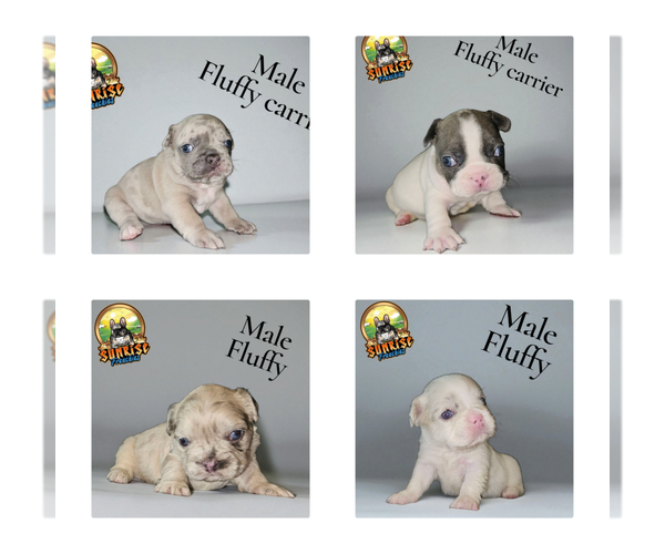 Medium Photo #1 French Bulldog Puppy For Sale in POLK CITY, FL, USA