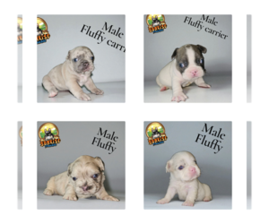 French Bulldog Puppy for sale in POLK CITY, FL, USA