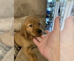 Small Photo #5 Golden Retriever Puppy For Sale in BRANDON, FL, USA