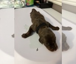 Small Photo #28 Doberman Pinscher Puppy For Sale in MACOMB TOWNSHIP, MI, USA