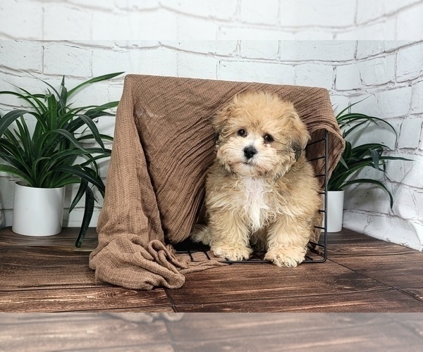 Medium Photo #1 Zuchon Puppy For Sale in MARIETTA, GA, USA