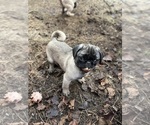 Puppy Male Kenny Pug