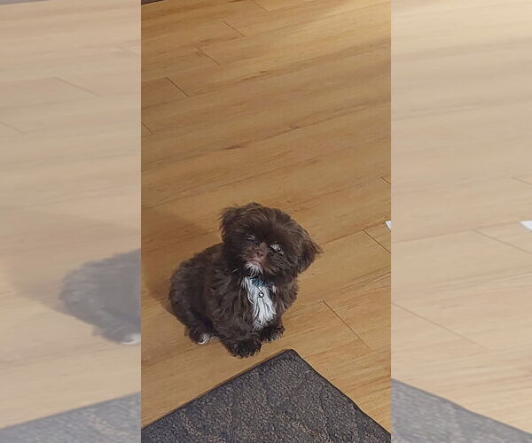 Medium Photo #1 Shorkie Tzu-Yorkshire Terrier Mix Puppy For Sale in SCOTTSDALE, AZ, USA