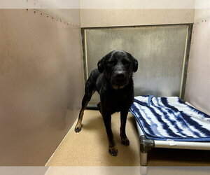 Labrottie Dogs for adoption in Martinez, CA, USA