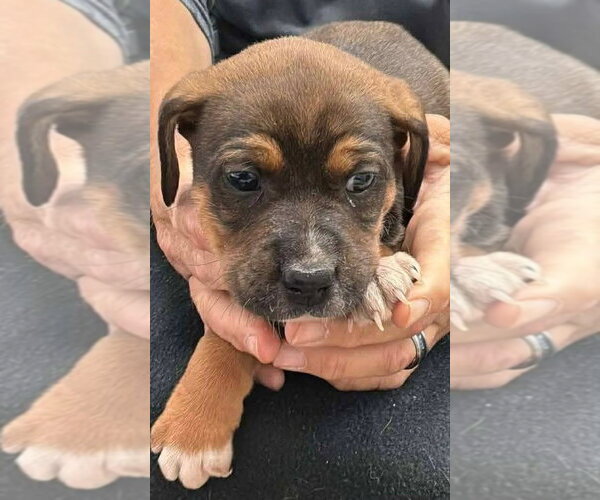 Medium Photo #3 Beagle-Unknown Mix Puppy For Sale in Aurora, IN, USA