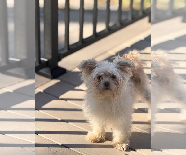 Medium Photo #7 Maltese-Unknown Mix Puppy For Sale in Tenafly, NJ, USA
