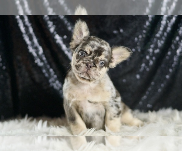 Medium Photo #35 French Bulldog Puppy For Sale in WARSAW, IN, USA