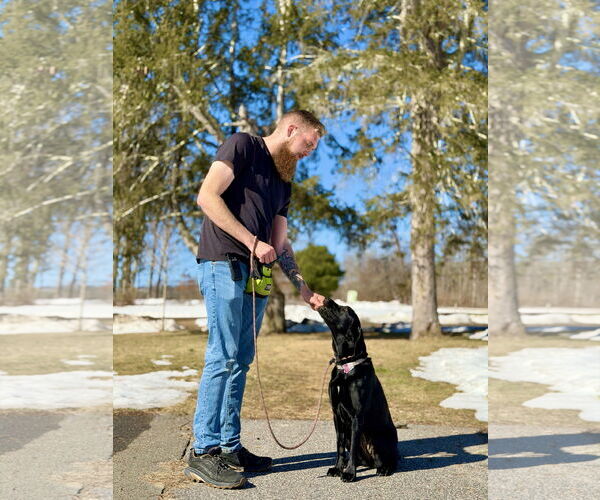 Medium Photo #3 Labrador Retriever-Unknown Mix Puppy For Sale in West Cornwall, CT, USA