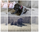Small Photo #6 Mastiff Puppy For Sale in RUCKERSVILLE, VA, USA