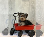 Small Photo #1 Yorkshire Terrier Puppy For Sale in CANOGA, NY, USA