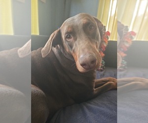 Doberman Pinscher Dog for Adoption in GILLESPIE, Illinois USA